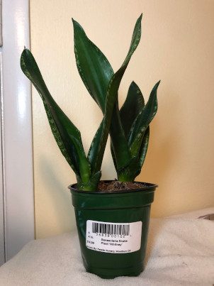 サンスベリア ホイットニー Snake Plant Sansevieria Whitney